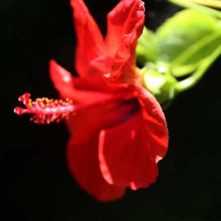 Gardens Downtown Center Chania Elpida Villa المظهر الخارجي الصورة
