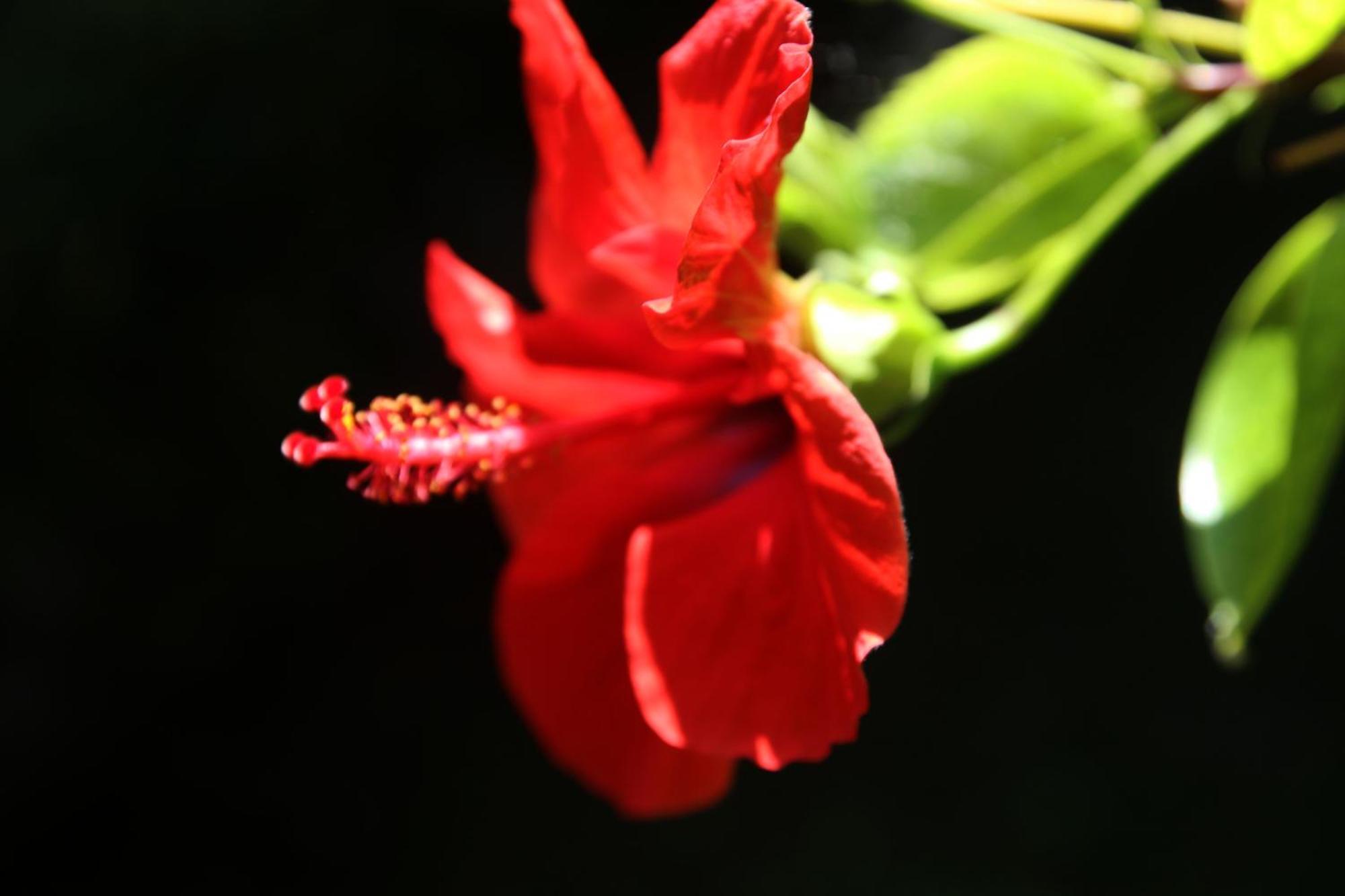 Gardens Downtown Center Chania Elpida Villa المظهر الخارجي الصورة